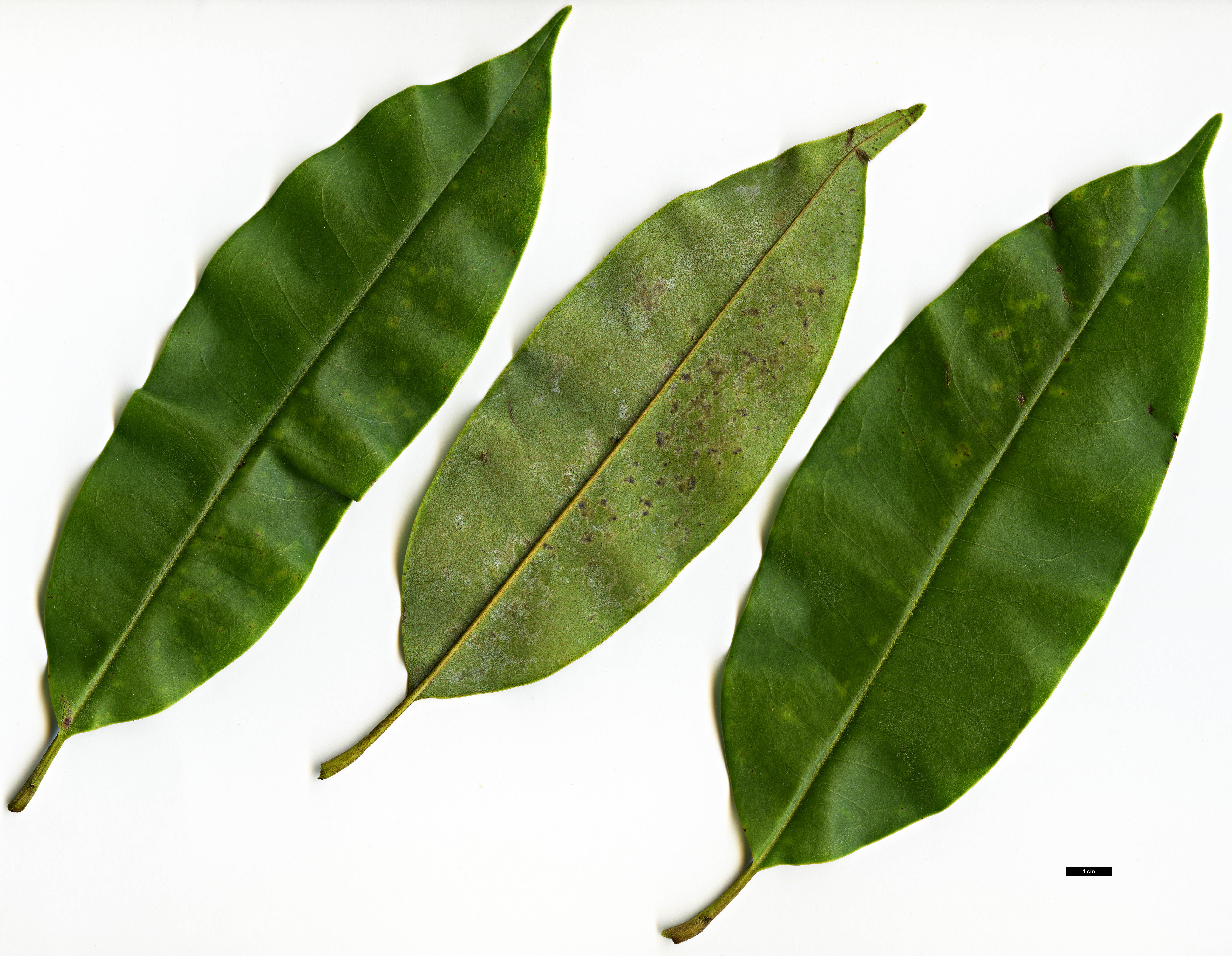 High resolution image: Family: Magnoliaceae - Genus: Magnolia - Taxon: floribunda